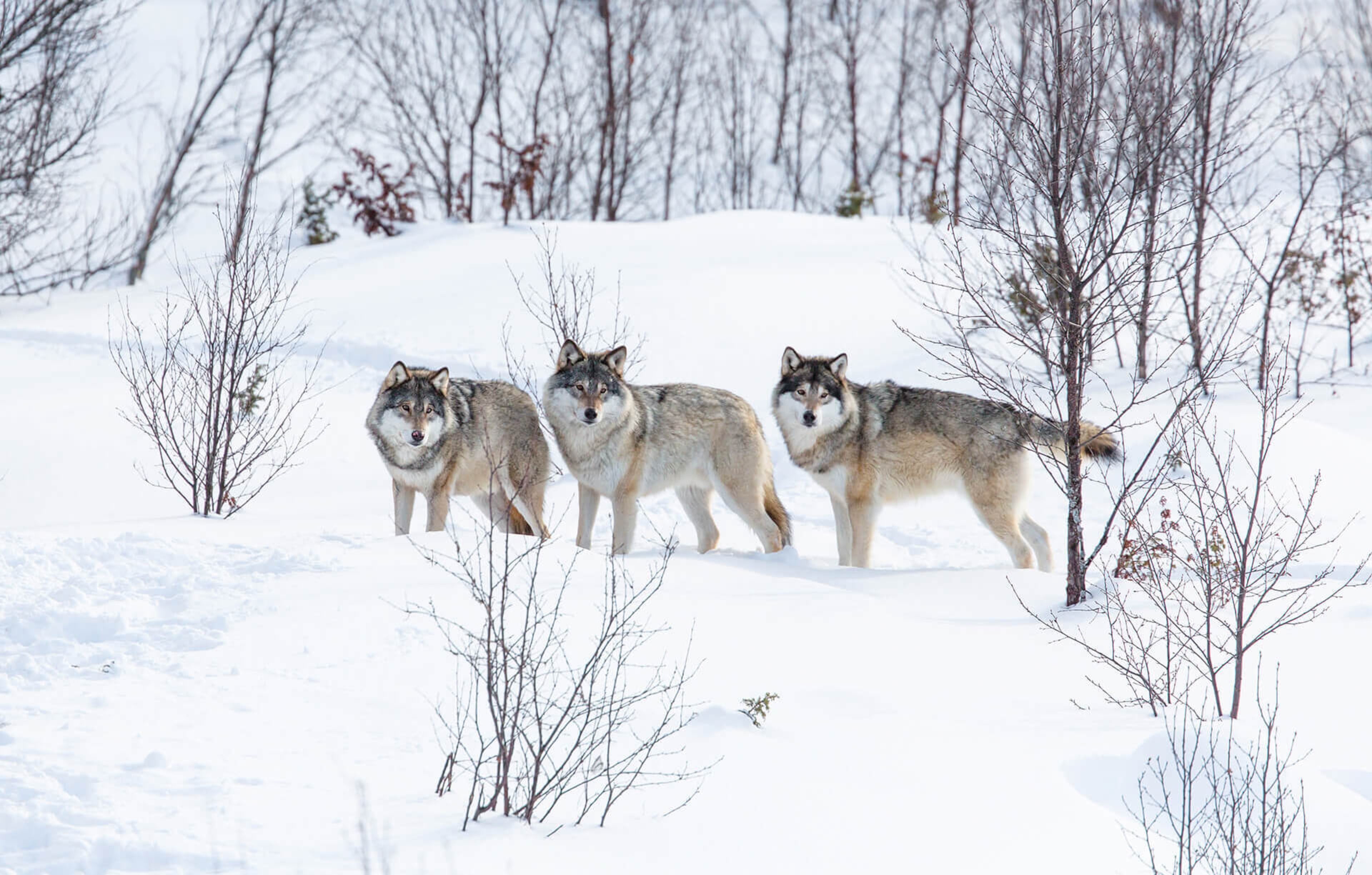Wolves_179021624 4